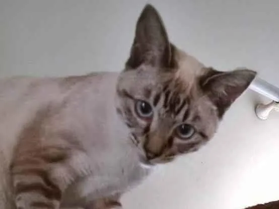 Gato ra a SRD-ViraLata idade 2 a 6 meses nome MARIETA MIX