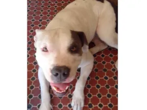 Cachorro raça Pit-Bull idade 4 anos nome Madonna