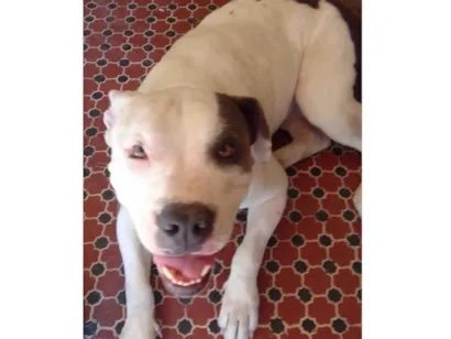 Cachorro raça Pit-Bull idade 4 anos nome Madonna