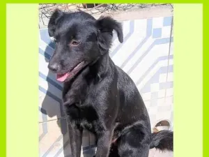 Cachorro raça SRD-ViraLata idade 1 ano nome Bebeto