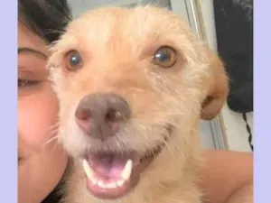 Cachorro raça SRD-ViraLata idade 2 anos nome Polly