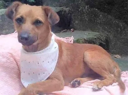Cachorro raça SRD-ViraLata idade 1 ano nome Karamellow