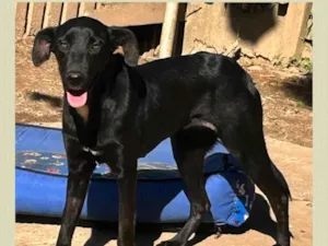 Cachorro raça SRD-ViraLata idade 1 ano nome Alegria