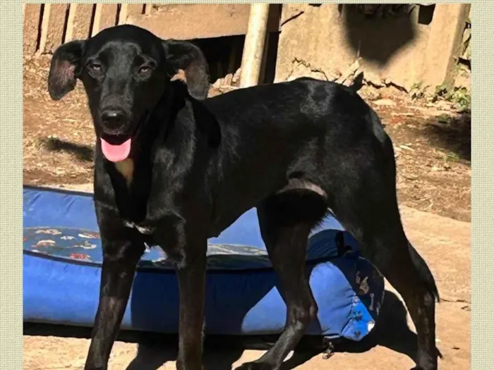 Cachorro ra a SRD-ViraLata idade 1 ano nome Alegria