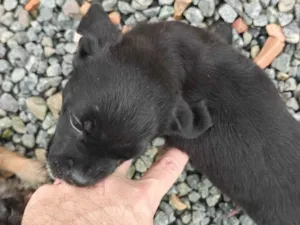 Cachorro raça SRD-ViraLata idade 2 a 6 meses nome Não tem 
