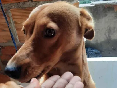 Cachorro raça SRD-ViraLata idade 5 anos nome Chesw