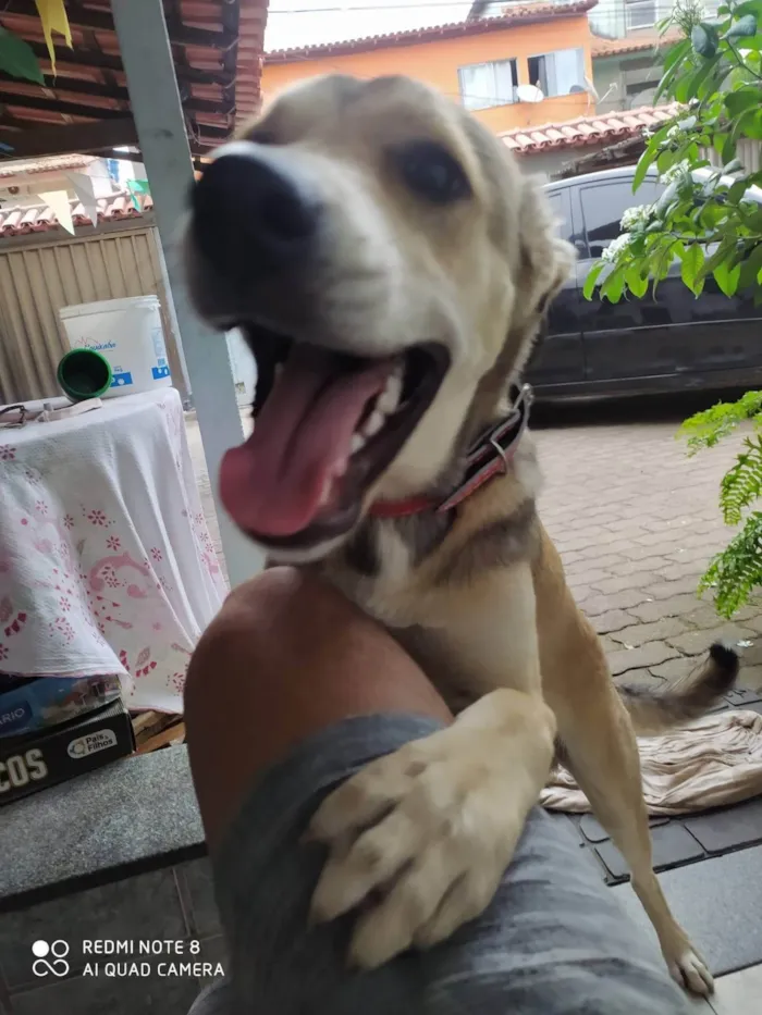 Cachorro ra a SRD-ViraLata idade 2 anos nome Fred
