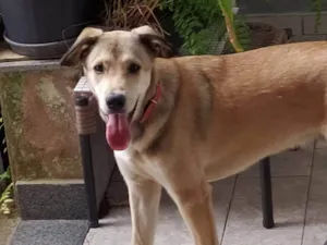 Cachorro raça SRD-ViraLata idade 2 anos nome Fred