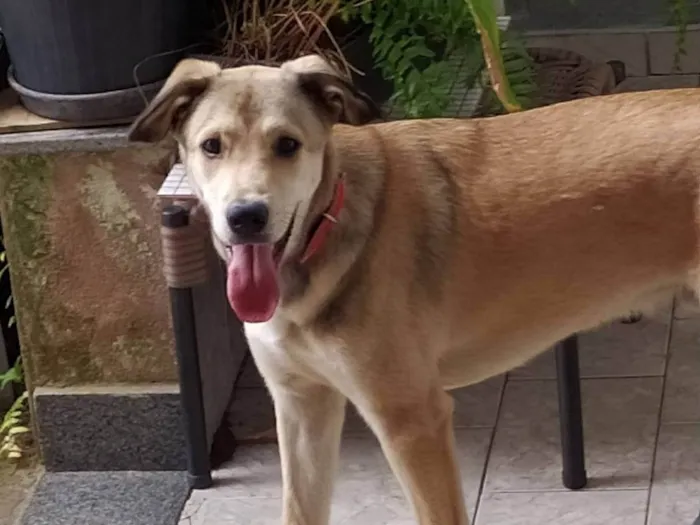 Cachorro ra a SRD-ViraLata idade 2 anos nome Fred