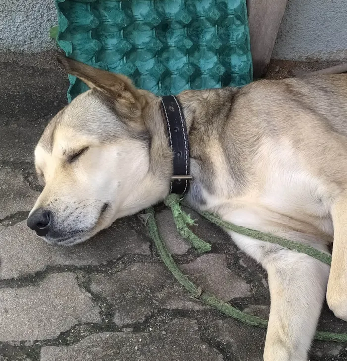 Cachorro ra a SRD-ViraLata idade 2 anos nome Fred