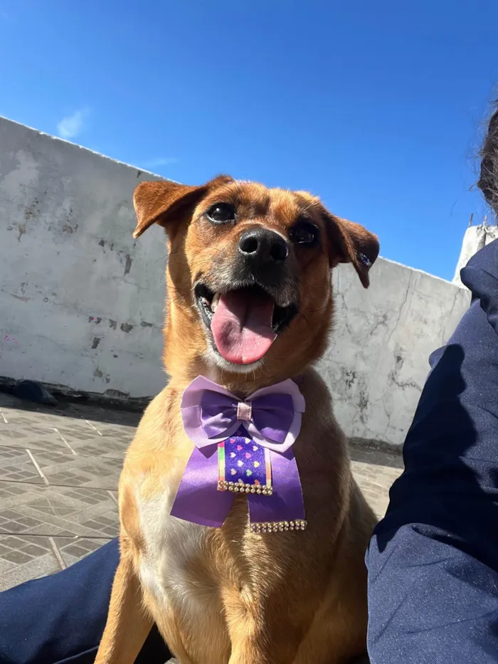 Cachorro ra a SRD-ViraLata idade 2 anos nome Nao sabemos mas apelidamos de Punk entrar em contato (11 95169-0829)