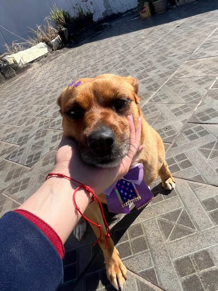 Cachorro ra a SRD-ViraLata idade 2 anos nome Nao sabemos mas apelidamos de Punk entrar em contato (11 95169-0829)