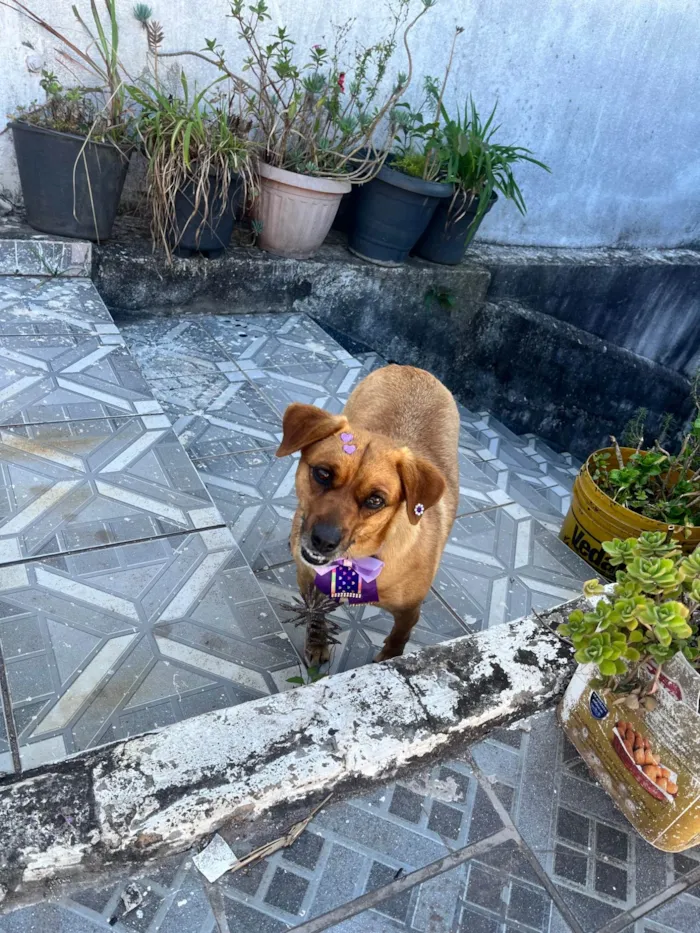 Cachorro ra a SRD-ViraLata idade 2 anos nome Nao sabemos mas apelidamos de Punk entrar em contato (11 95169-0829)