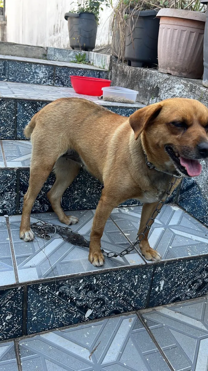Cachorro ra a SRD-ViraLata idade 2 anos nome Nao sabemos mas apelidamos de Punk entrar em contato (11 95169-0829)