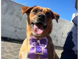 Cachorro raça SRD-ViraLata idade 2 anos nome Nao sabemos mas apelidamos de Punk entrar em contato (11 95169-0829)