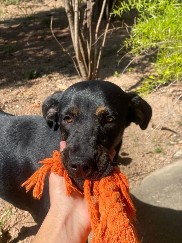 Cachorro ra a Setter idade 1 ano nome Nina 