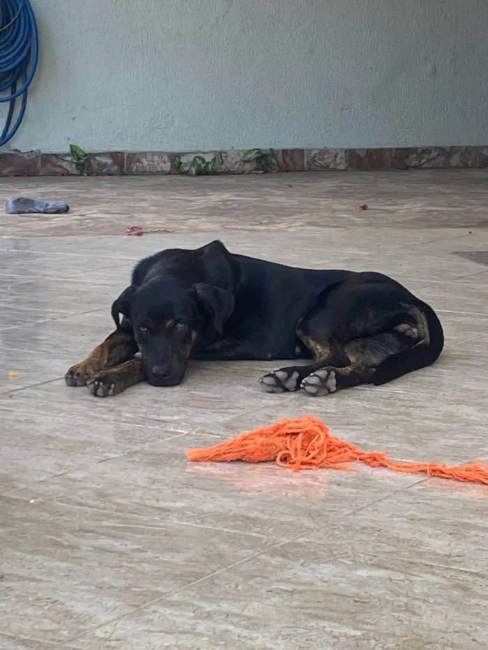 Cachorro ra a Setter idade 1 ano nome Nina 