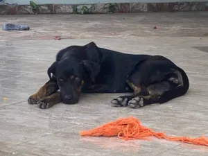 Cachorro raça Setter idade 1 ano nome Nina 