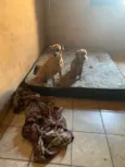 Nina e téo