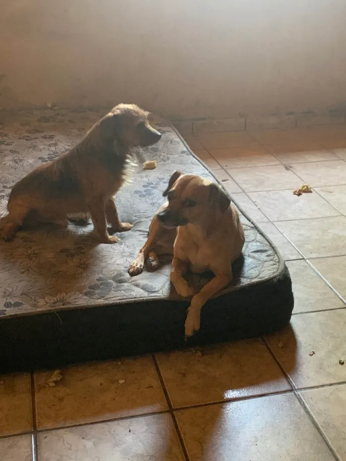Cachorro ra a SRD-ViraLata idade 3 anos nome Nina e téo 