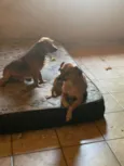 Nina e téo