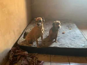 Cachorro raça SRD-ViraLata idade 3 anos nome Nina e téo 