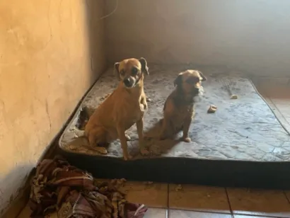 Cachorro raça SRD-ViraLata idade 3 anos nome Nina e téo 