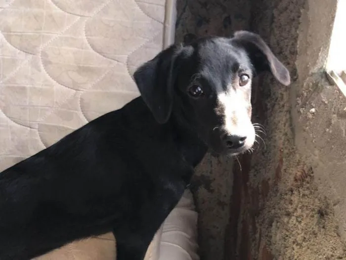 Cachorro ra a SRD-ViraLata idade 2 a 6 meses nome Maya 