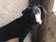 Maya
