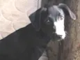 Maya 