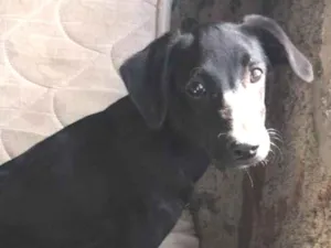 Cachorro raça SRD-ViraLata idade 2 a 6 meses nome Maya 