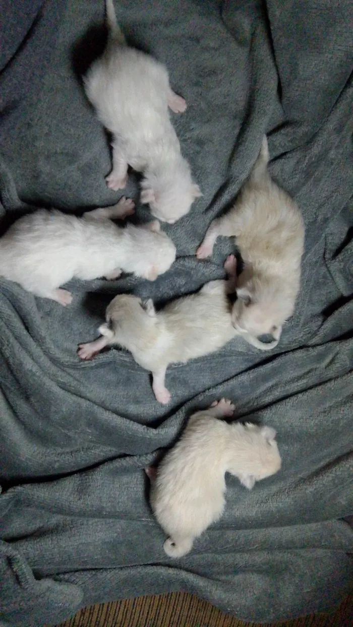 Gato ra a SRD-ViraLata idade Abaixo de 2 meses nome Filhotinhos 