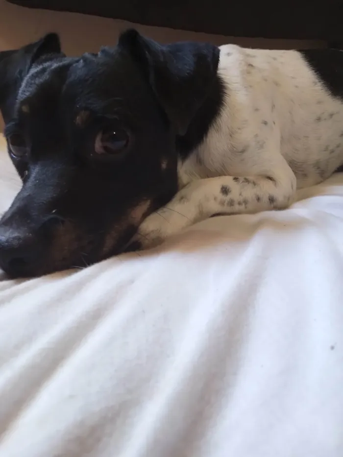Cachorro ra a Fox Terrier idade 2 anos nome Tirilo