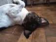 Tirilo