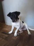 Tirilo
