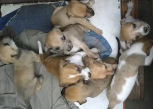 Cachorro raça SRD-ViraLata idade 2 a 6 meses nome Sem nome