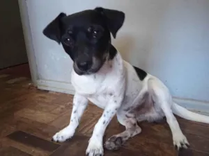 Cachorro raça Fox Terrier idade 2 anos nome Tirilo