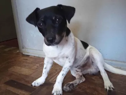 Cachorro raça Fox Terrier idade 2 anos nome Tirilo