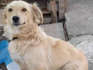 Cachorro raça SRD-ViraLata idade 2 a 6 meses nome Meg