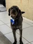 Lúcio