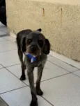 Lúcio