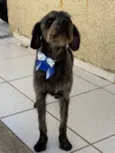Lúcio