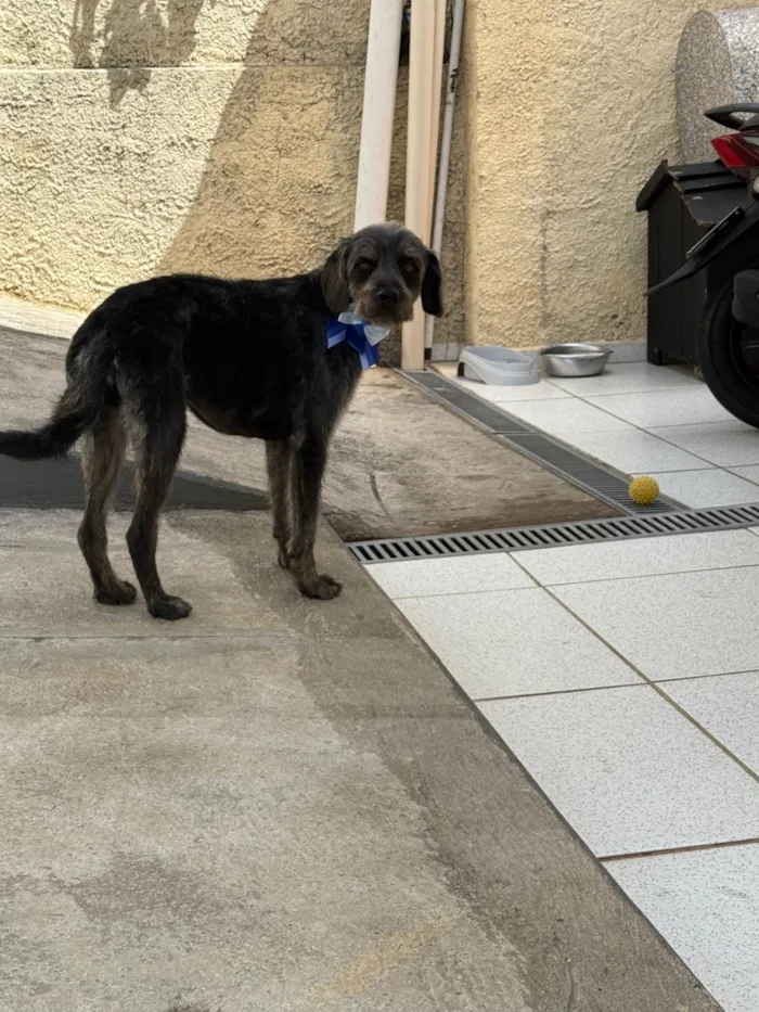 Cachorro ra a SRD-ViraLata idade 1 ano nome Lúcio 