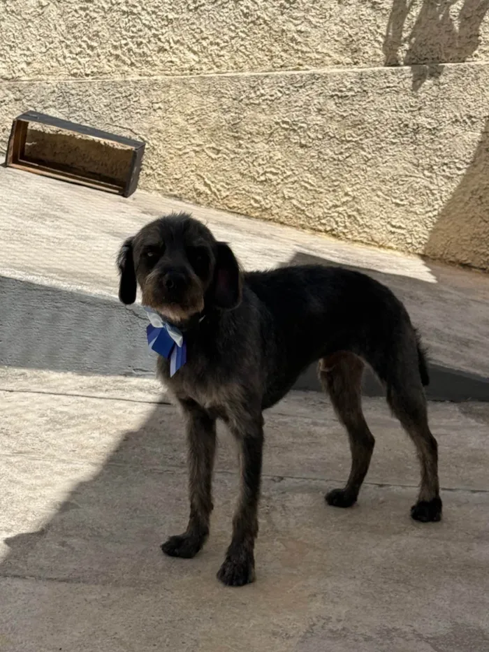 Cachorro ra a SRD-ViraLata idade 1 ano nome Lúcio 