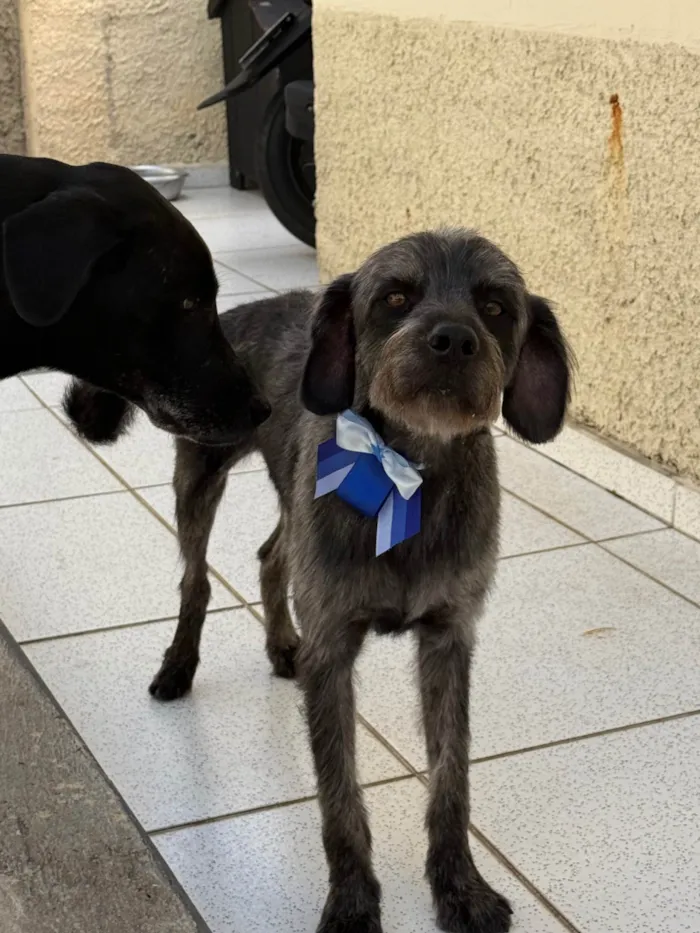 Cachorro ra a SRD-ViraLata idade 1 ano nome Lúcio 