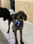 Lúcio