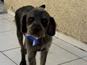 Cachorro raça SRD-ViraLata idade 1 ano nome Lúcio 