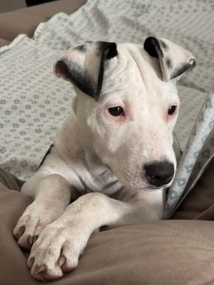 Cachorro ra a Pit-Bull idade 7 a 11 meses nome Gaia
