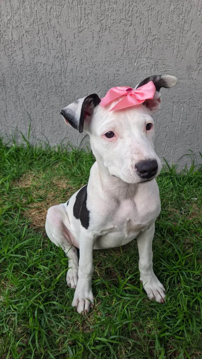 Cachorro ra a Pit-Bull idade 7 a 11 meses nome Gaia