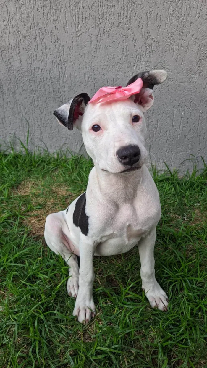 Cachorro ra a Pit-Bull idade 7 a 11 meses nome Gaia